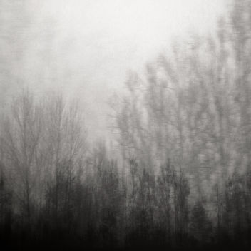 On The Edge Of The Woods - Free image #287359